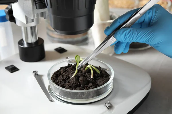 Wetenschapper doet fytopathologisch testen van planten met Microscoop in laboratoria, close-ups — Stockfoto