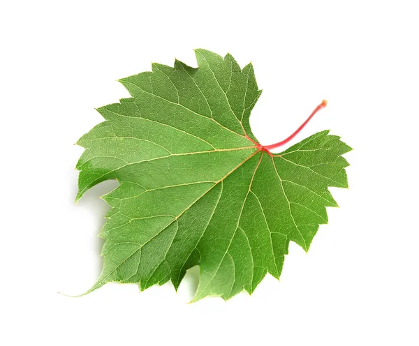 Fresh green grape leaf on white background — Stock Photo, Image