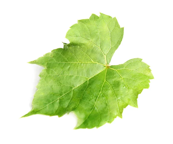 Fresh green grape leaf on white background — Stock Photo, Image