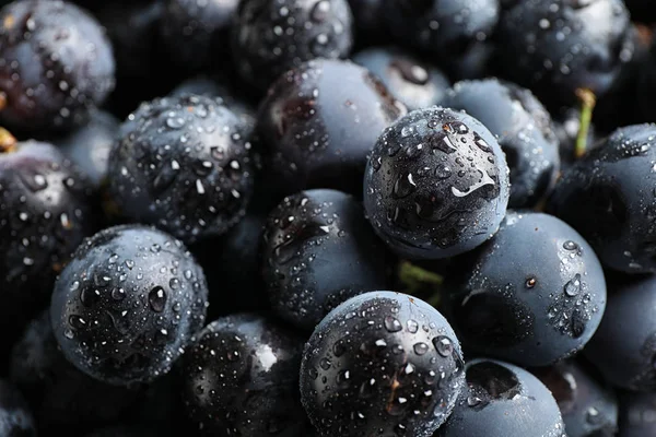 Arka plan olarak taze olgun sulu siyah üzüm, closeup görünümü — Stok fotoğraf