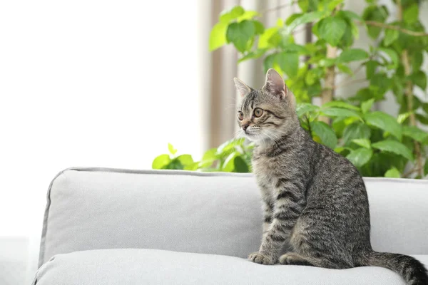 Chat gris tabby sur canapé dans le salon, espace pour le texte. Adorable animal domestique — Photo