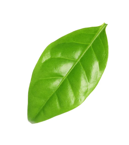 Fresh green coffee leaf isolated on white — Stock Photo, Image