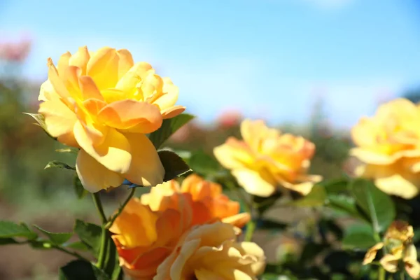 Grüner Strauch mit schönen Rosen im blühenden Garten an sonnigen Tagen — Stockfoto
