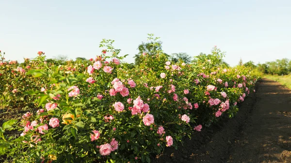 Arbustos com belas rosas ao ar livre no dia ensolarado — Fotografia de Stock