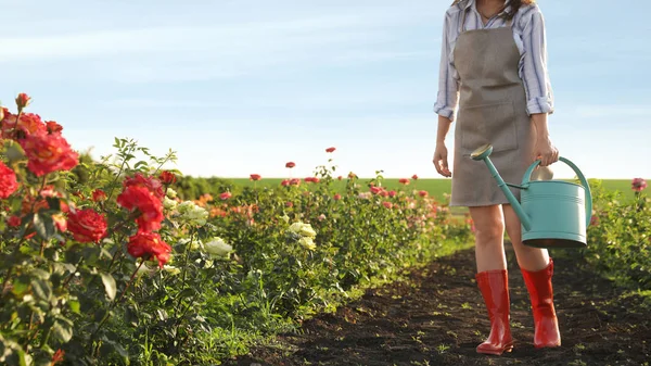 Blízký pohled na ženu s zalévání se může přiblížit k růžovou houští venku. Zahradní nástroje — Stock fotografie