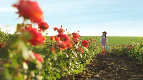 Vrouw met drenken kan wandelen in de buurt van rozenstruiken buitenshuis. Tuinieren, gereedschap — Stockfoto