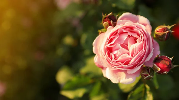Bela rosa no jardim florescendo no dia ensolarado — Fotografia de Stock