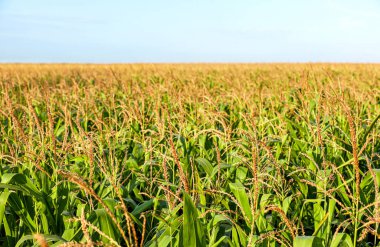 Güneşli bir günde güzel bir mısır tarlası manzarası