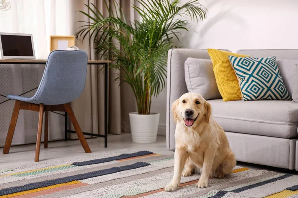 Modern vardagsrums inredning. Söt Golden Labrador Retriever nära soffan — Stockfoto