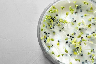 Işık masasında Petri çanak tecavüz tohumları çimlenme ve enerji analizi, metin için alan. Laboratuvar araştırmaları