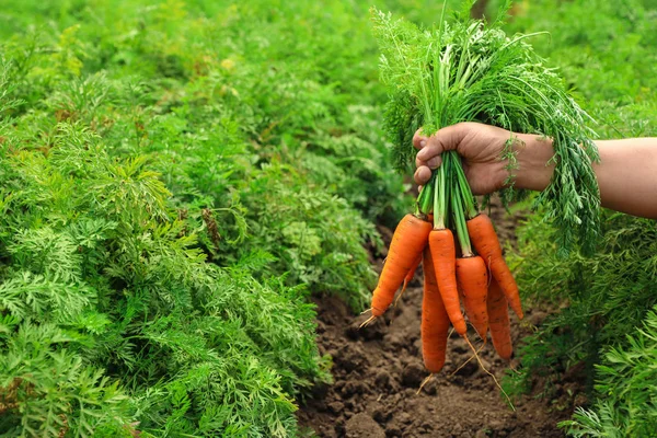Mulher segurando um monte de cenouras maduras frescas no campo, close-up. Agricultura biológica — Fotografia de Stock