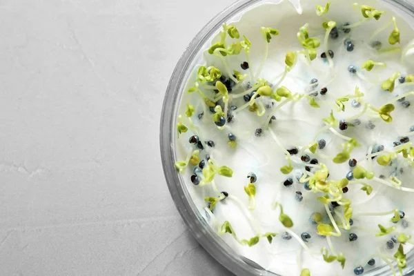 Işık masasında Petri çanak tecavüz tohumları çimlenme ve enerji analizi, metin için alan. Laboratuvar araştırmaları