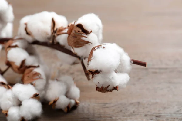 Flores de algodón esponjosas sobre fondo de madera, primer plano — Foto de Stock