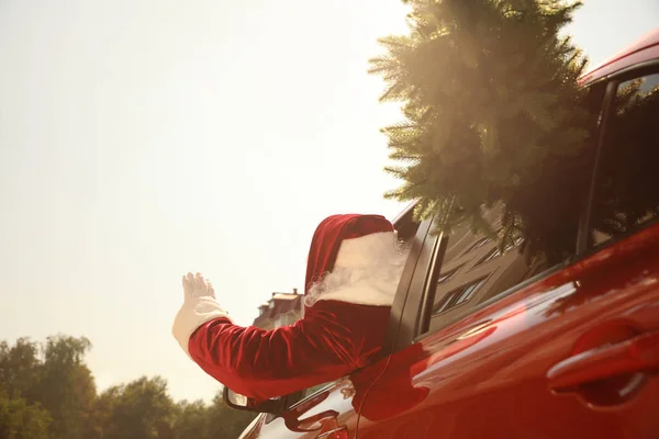 Autentico Babbo Natale con abete guida auto moderna, vista posteriore — Foto Stock