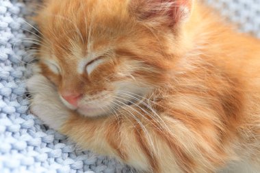 Açık mavi battaniye üzerinde uyuyan sevimli küçük kırmızı kedi yavrusu, closeup görünümü