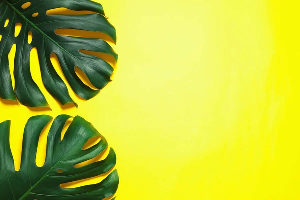 绿色新鲜的怪物叶在颜色背景上,平面上铺有文字空间。热带植物 — 图库照片