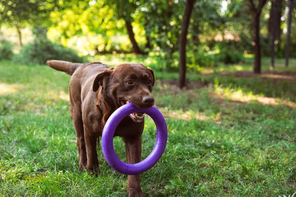 Labrador Cokelat Lucu dengan mainan di taman musim panas hijau — Stok Foto