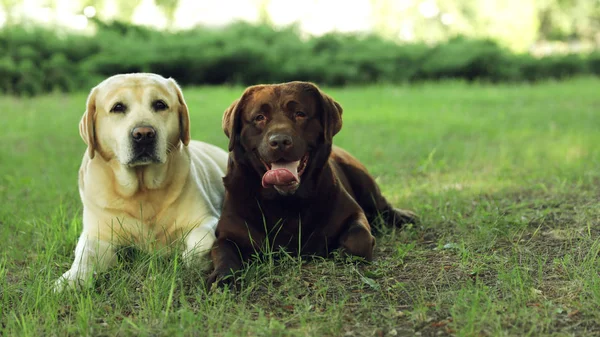 Rolig Labrador återvinna hund i grön sommarpark — Stockfoto