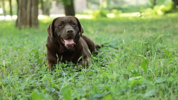 Bonito Labrador Chocolate Retriever na grama verde no parque de verão — Fotografia de Stock