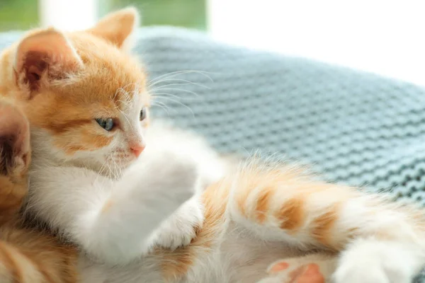 Schläfrige süße kleine Kätzchen auf hellblauer Decke — Stockfoto