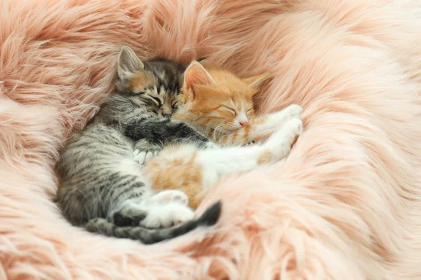 可爱的小猫睡在粉红色的毛茸茸的毯子 — 图库照片