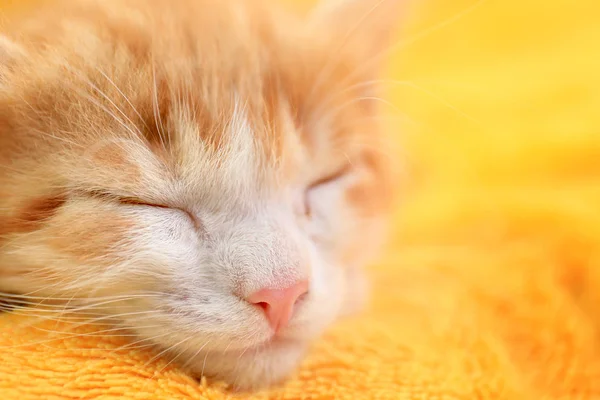 Aranyos kis cica alszik sárga takaró, Vértes kilátás — Stock Fotó