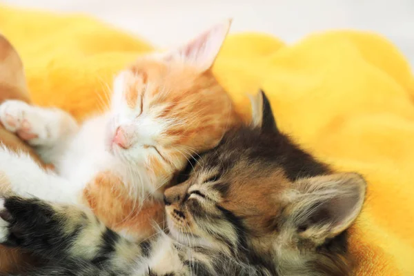 Gatinhos bonitos no cobertor amarelo, vista acima — Fotografia de Stock