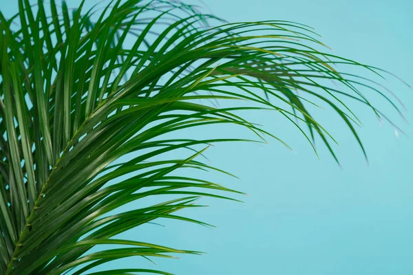 Hojas tropicales sobre fondo azul, primer plano. Elegante elemento interior —  Fotos de Stock