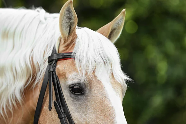 Palomino cavallo in briglia su fondo sfocato, primo piano — Foto Stock