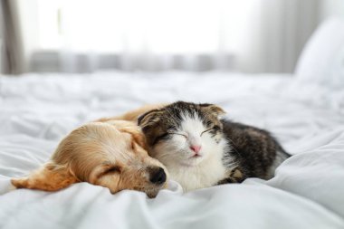 Sevimli küçük kedi yavrusu ve köpek yavrusu kapalı yatakta uyku