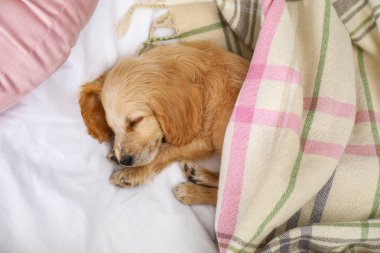 Sevimli İngilizce Cocker Spaniel köpek yatakta uyku, üst görünümü