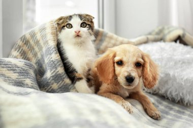 Ekose altında sevimli küçük kedi yavrusu ve köpek yavrusu kapalı