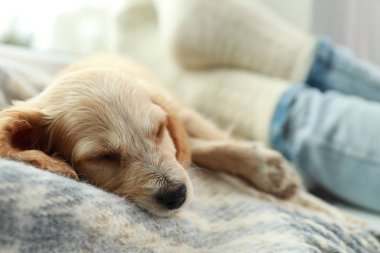 Sevimli İngilizce Cocker Spaniel köpek yavrusu sahibi nin yakınında battaniye üzerinde uyku kapalı, closeup