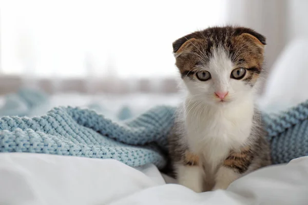 Schattige kleine kitten zittend op bed binnenshuis. Ruimte voor tekst — Stockfoto