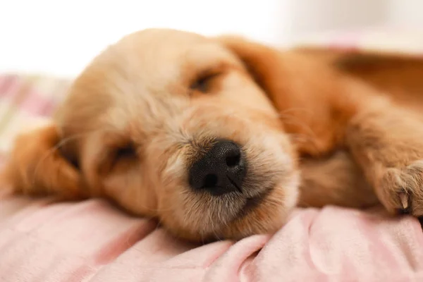 Lindo Inglés Cocker Spaniel cachorro durmiendo en la almohada, primer plano — Foto de Stock