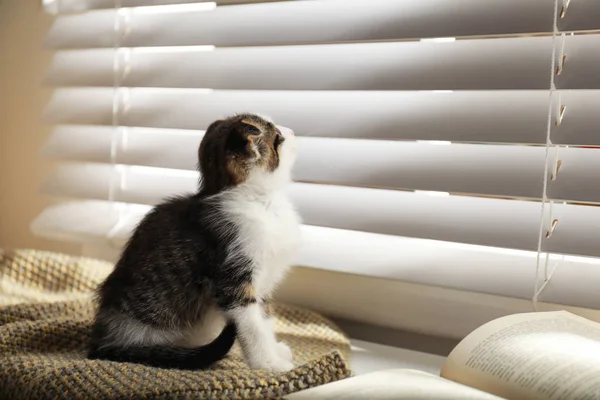 Αξιολάτρευτο μικρό γατάκι κάθεται σε κουβέρτα κοντά στο παράθυρο σε εσωτερικούς χώρους — Φωτογραφία Αρχείου