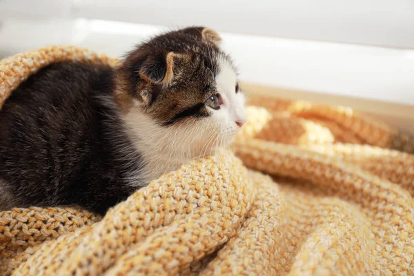 可爱的小猫在室内毯子，特写 — 图库照片