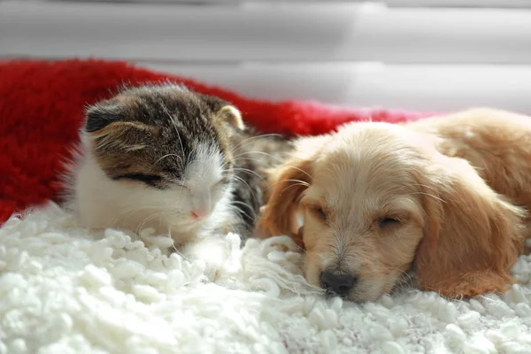 愛らしい小さな子猫と子犬は、屋内でチェック柄で眠ります — ストック写真