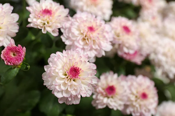Lindas flores coloridas de crisântemo com folhas, close-up — Fotografia de Stock