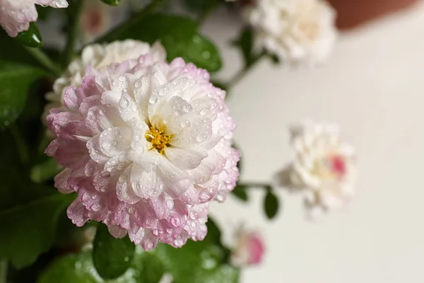 Bela flor crisântemo colorido com gotas de água no fundo claro, close-up. Espaço para texto — Fotografia de Stock