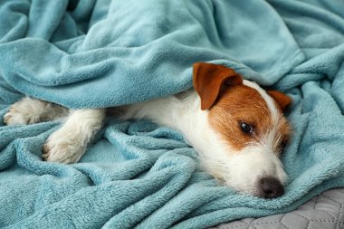 Sıcak battaniye altında Sevimli Jack Russell Terrier köpek. Rahat kış