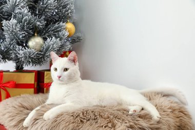 Noel ağacı kapalı yakın kürk halı üzerinde Sevimli beyaz kedi. Rahat kış