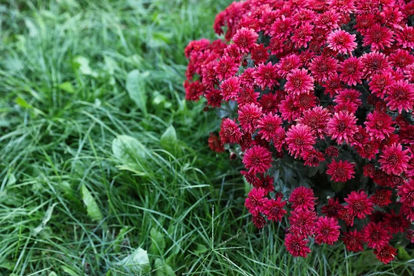 Güzel çiçeklenme Krizantem çalı açık havada. Sonbahar çiçekleri — Stok fotoğraf