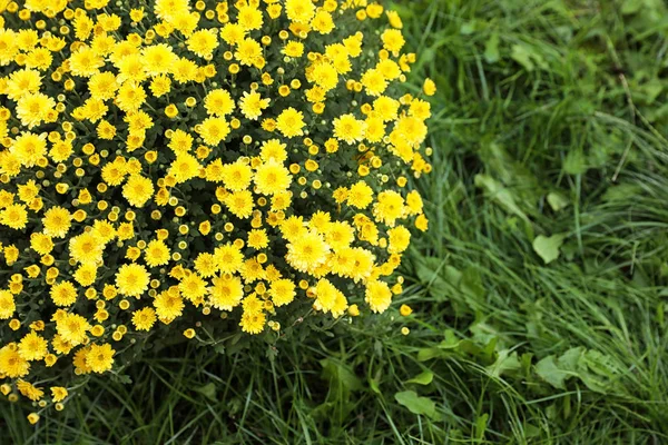 Beautiful blooming Chrysanthemum bush outdoors. Autumn flowers — Stock Photo, Image