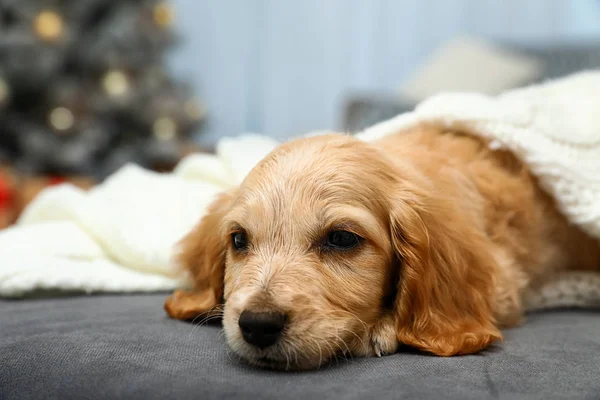 Cachorro inglês adorável Cocker Spaniel no sofá dentro de casa. Temporada de Inverno — Fotografia de Stock