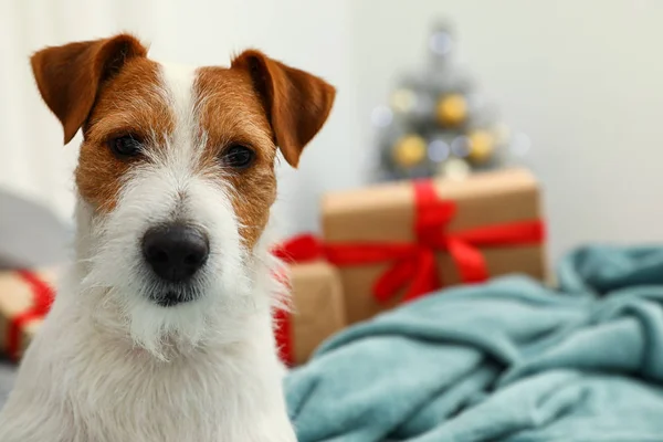 Schattig Jack Russell Terrier hond op bed in kamer ingericht voor Kerstmis, ruimte voor tekst. Gezellige winter — Stockfoto