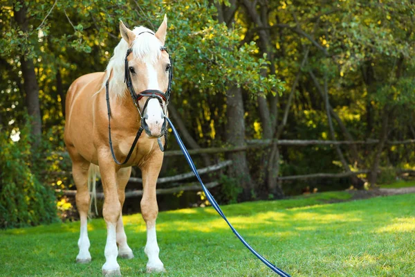 Palomino cheval en bride à l'extérieur le jour ensoleillé — Photo