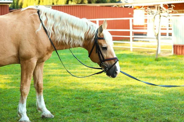 Palominový kůň v uzdu venku za slunečného dne — Stock fotografie