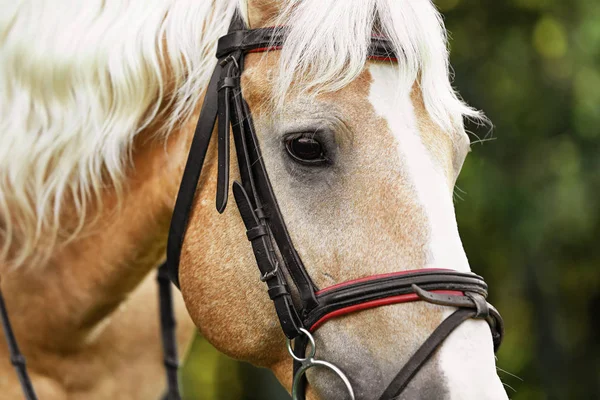 Cheval palomino en bride sur fond flou, gros plan — Photo