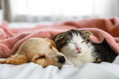 Sevimli küçük kedi yavrusu ve köpek yavrusu kapalı yatakta uyku